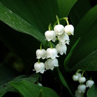 Muguet Blanc - Convallaria majalis Muguet Blanc - Convallaria majalis