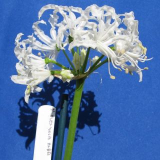 Nerine flexuose blanche Nerine flexuose blanche