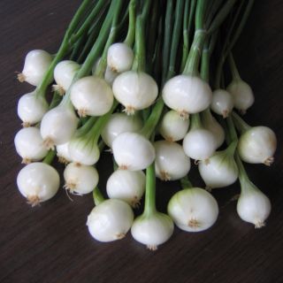 Oignon blanc - Allium cepa en plants