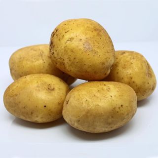 Pommes de terre Agria Bio - Solanum tuberosum