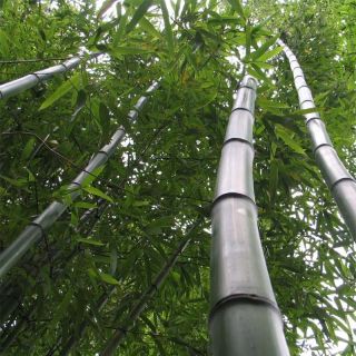 Phyllostachys vivax Huangwenzhu - Bambou géant