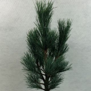 Pin cembro nain - Pinus cembra Compacta Glauca                  
