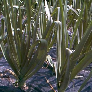 Poireau perpétuel des vignes BIO - Allium ampeloprasum - Poireau vivace
