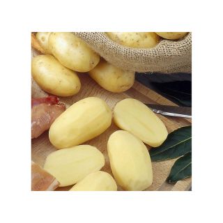 Pommes de terre Bernadette Bio - Solanum tuberosum