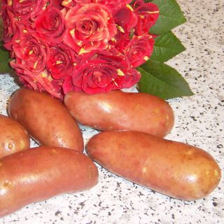 Pommes de terre Jeannette - Solanum tuberosum
