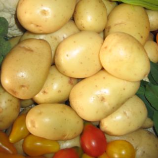 Pommes de terre Mona Lisa Bio - Solanum tuberosum