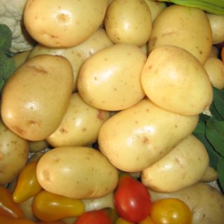Pommes de terre Mona Lisa - Solanum tuberosum