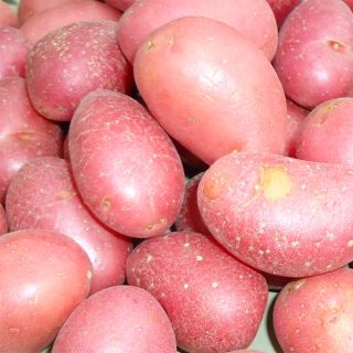 Pommes de terre Roseval rouge