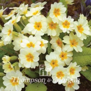 Graines de Primula vulgaris - Primevère commune