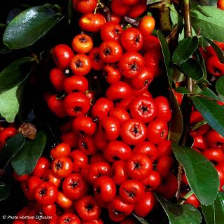 Pyracantha SAPHYR Rouge - Buisson ardent