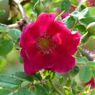 Rosier botanique - Rosa moyesii Geranium