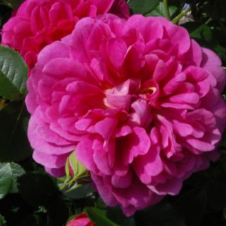 Rosier David Austin Princess Anne Rosier David Austin Princess Anne