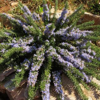 Romarin rampant - Rosmarinus officinalis Prostratus Romarin rampant - Rosmarinus officinalis Prostratus