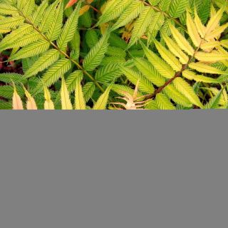 Sorbaria sorbifolia Sem- Fausse spirée à feuilles de sorbier