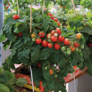 Tomate Pendulina Red en plants