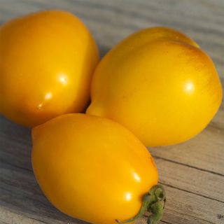 Tomate Lemon Tree Bio - Tomate citron - Ferme de Sainte Marthe