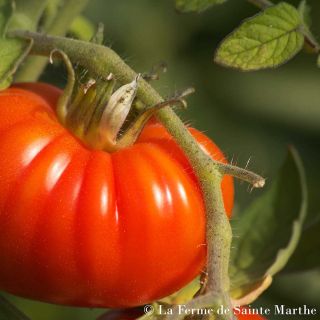 Tomate Marmande Bio - Ferme de Sainte Marthe