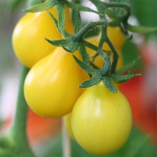 Tomate Poire jaune (Yellow Pearshaped) Bio - Ferme de Sainte Marthe