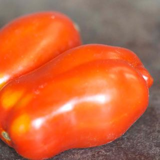 Tomate San Marzano 3 - Solanum lycopersicum