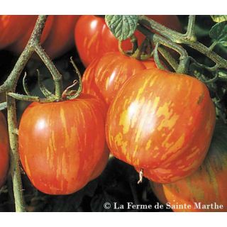 Tomate Tigerella bicolore Bio - Ferme de Sainte Marthe