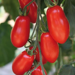 Tomate Trilly F1 - tomate cerise allongée