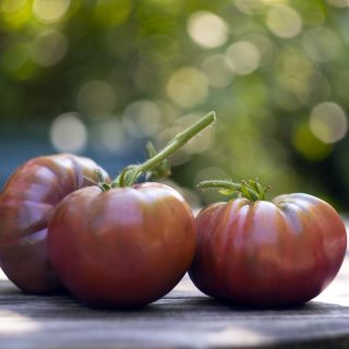 Tomate Noire de Crimée F1 en plants GREFFES
