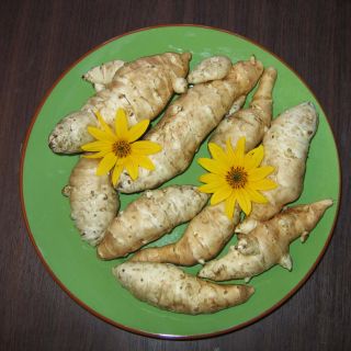Topinambours Fuseau Culinaire - Helianthus tuberosus