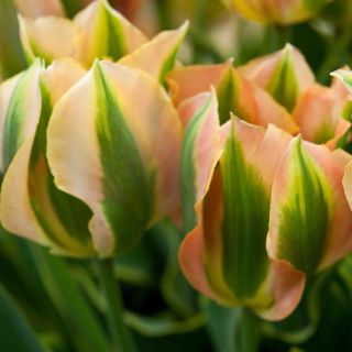 Tulipe viridiflora Green River