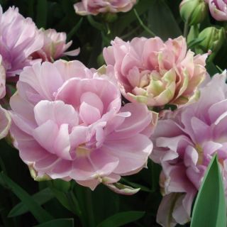 Tulipe double tardive Ice Age*