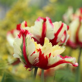Tulipe Perroquet Flaming Parrot