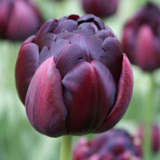 Tulipe double tardive Black Héro - Tulipe à fleurs de pivoine