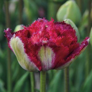 Tulipe dentelée Belfort*