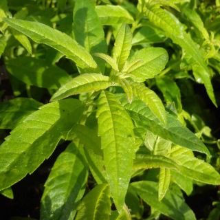 Verveine citronnelle - Aloysia triphylla en plants