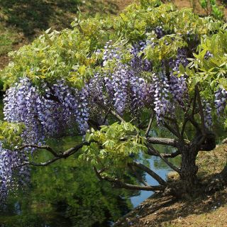 Glycine du Japon - Wisteria floribunda 