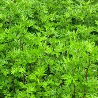 Armoise - Artemisia vulgaris BIO - Herbe de feu