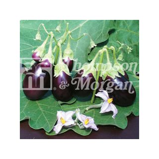 Aubergine Ophelia F1 - Solanum melongea