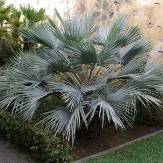 Palmier bleu du Mexique - Brahea armata