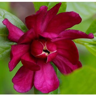 Calycanthus raulstonii Hartlage Wine - Arbre aux anémones Calycanthus raulstonii Hartlage Wine - Arbre aux anémones