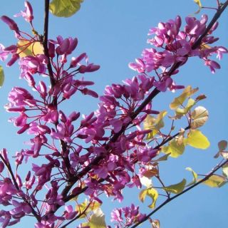 Cercis siliquastrum - Arbre de Judée Cercis siliquastrum - Arbre de Judée