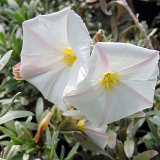 Convolvulus cneorum - Liseron argenté Convolvulus cneorum - Liseron argenté