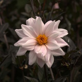 Dahlia paysage Bishop of Leicester