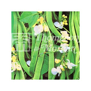 Haricot d'Espagne White Lady - Haricot-fleur Haricot d'Espagne White Lady - Haricot-fleur