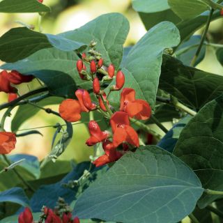 Haricot d’Espagne Prijswinner rouge Haricot d’Espagne Prijswinner rouge