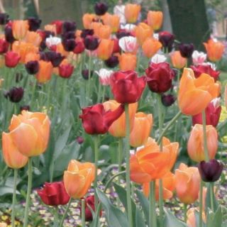 Harmonie de tulipes Lumiere