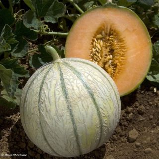 Melon Anasta F1 en plants GREFFES