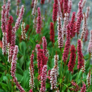 Renouée - Persicaria affinis Darjeeling Red