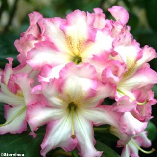 Rhododendron Melrose Flash - Grand Rhododendron en pot de 4L./5L.
