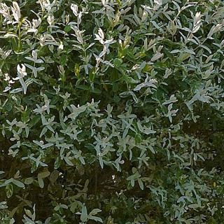 Saule crevette - Salix integra Hakuro Nishiki