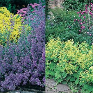 Tapis Jaune et Bleu, alchemilles et nepetas Tapis Jaune et Bleu, alchemilles et nepetas