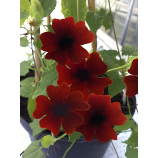Suzanne-aux-yeux-noirs - Thunbergia alata Sunny Suzy Brownie